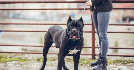 cane corso özellikleri ve bakımı 4