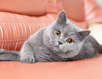 Kedi Maması Alırken Dikkat Edilmesi Gereken 5 Bilgi