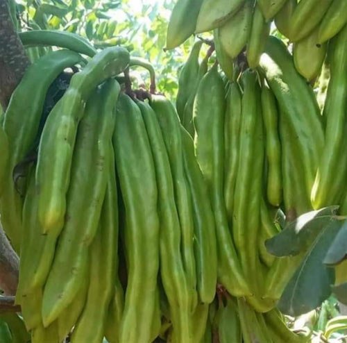 Keçiboynuzu Çayı Faydaları ve Keçiboynuzu Çayı Tarifi 3