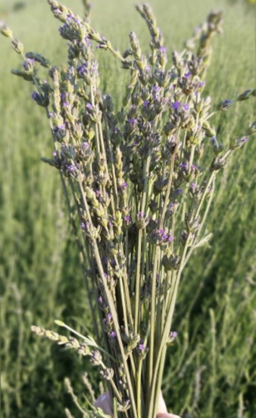 Lavanta Çayı ve Lavanta Çayı Tarifi 3'ün Faydaları